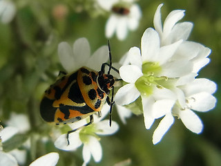 Eurydema ornata