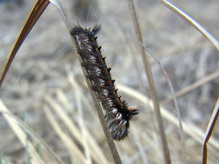 Euthrix potatoria