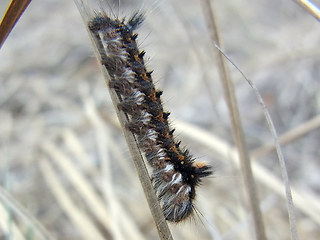 Euthrix potatoria