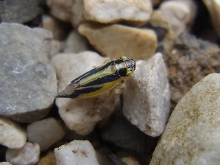 Evacanthus interruptus