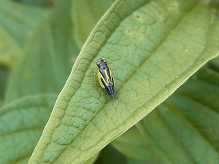 Evacanthus interruptus