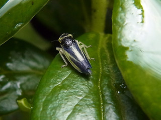 Evacanthus interruptus
