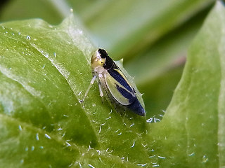 Evacanthus interruptus