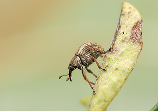Exapion fuscirostre