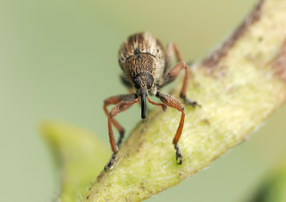 Exapion fuscirostre