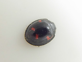 Exochomus quadripustulatus