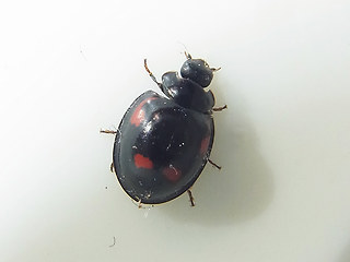 Exochomus quadripustulatus
