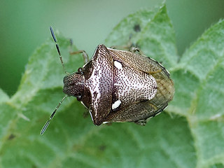 Eysarcoris aeneus