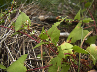 Fagopyrum tataricum