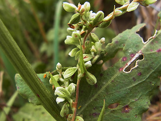 Fagopyrum tataricum