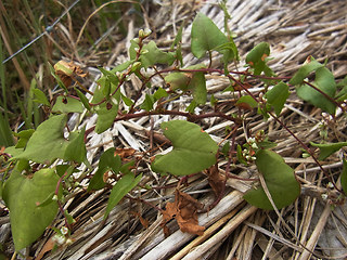 Fagopyrum tataricum