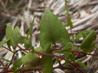 Fagopyrum tataricum