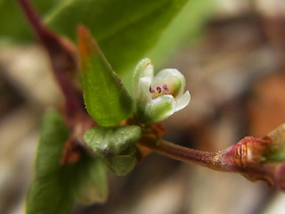 Fagopyrum tataricum