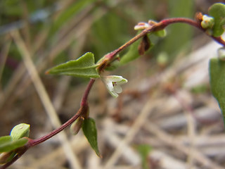 Fagopyrum tataricum