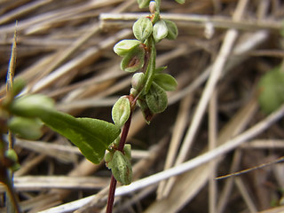 Fagopyrum tataricum