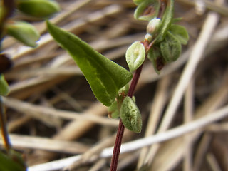 Fagopyrum tataricum