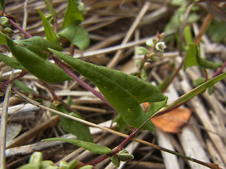 Fagopyrum tataricum