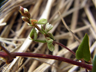 Fagopyrum tataricum