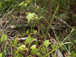 Fagopyrum tataricum