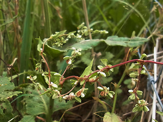 Fagopyrum tataricum