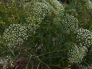 Falcaria vulgaris