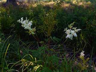 Filipendula ulmaria