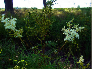 Filipendula ulmaria