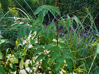 Filipendula ulmaria