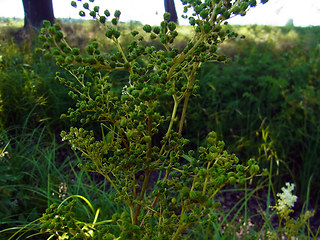 Filipendula ulmaria