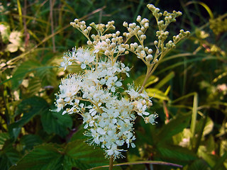 Filipendula ulmaria