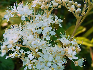 Filipendula ulmaria