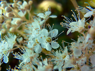 Filipendula ulmaria