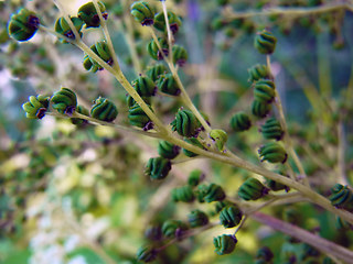 Filipendula ulmaria