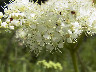 Filipendula ulmaria