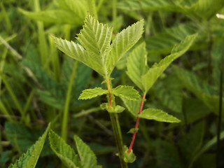 Filipendula ulmaria