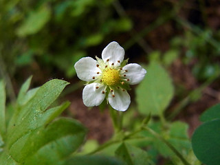 Fragaria vesca