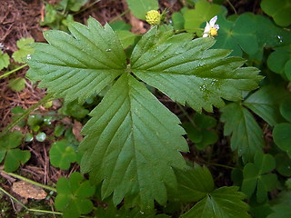 Fragaria vesca