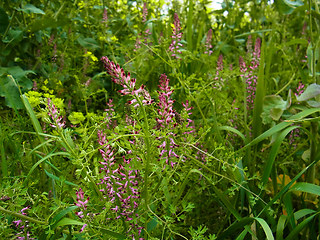 Fumaria officinalis