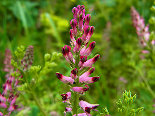 Fumaria officinalis