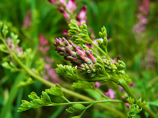 Fumaria officinalis