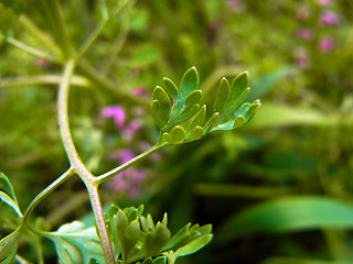 Fumaria officinalis