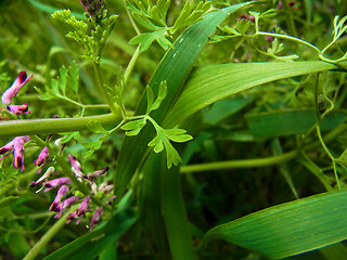 Fumaria officinalis