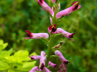 Fumaria officinalis