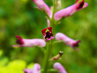 Fumaria officinalis