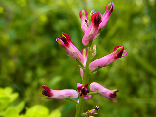 Fumaria officinalis