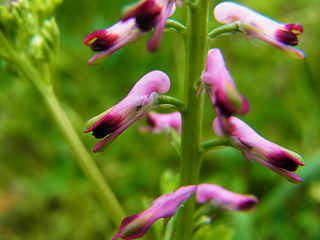 Fumaria officinalis