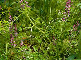 Fumaria officinalis