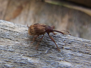 Furcipus rectirostris