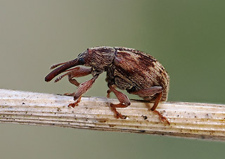Furcipus rectirostris
