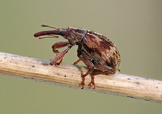 Furcipus rectirostris